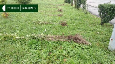 Ужгородці долучилися до всеукраїнської акції "Мільйон дерев за добу" (ФОТО) Ужгородці долучилися до всеукраїнської акції "Мільйон дерев за добу" (ФОТО)