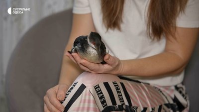 Олія в морі: як одеситка прихистила врятованих птахів Олія в морі: як одеситка прихистила врятованих птахів