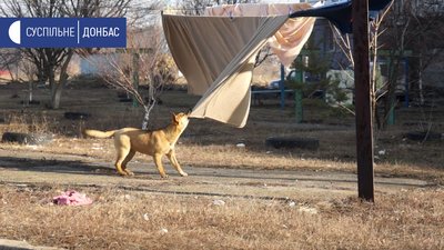 У Волновасі збирають голоси за створення притулку для безпритульних собак У Волновасі збирають голоси за створення притулку для безпритульних собак