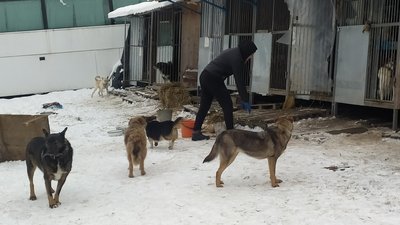 Зоозахисник із Сум власним коштом утримує та стерилізує безпритульних собак Зоозахисник із Сум власним коштом утримує та стерилізує безпритульних собак