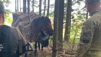 У Чернівецькій області люди конем намагалися доправити тютюн до Румунії — правоохоронці У Чернівецькій області люди конем намагалися доправити тютюн до Румунії — правоохоронці