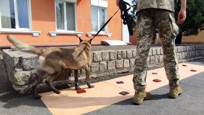 У Черкасах собака-прикордонник погасив марку "Пес Патрон" У Черкасах собака-прикордонник погасив марку "Пес Патрон"