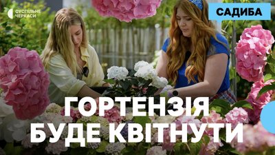 Гортензія широколиста: як посадити, доглядати та отримати пишне цвітіння