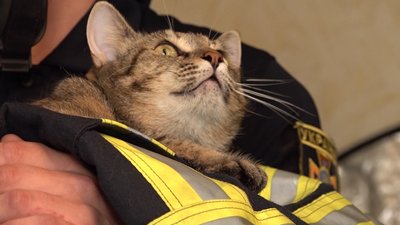 Черкаські рятувальники знялись у доброчинній фотосесії з безпритульними котами