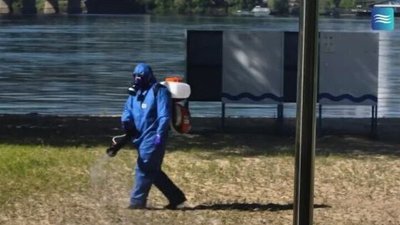 Дератизація: у Києві почали санітарну обробку пляжів для боротьби зі шкідниками