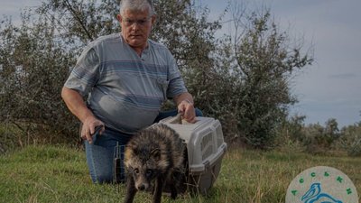 В Одесі врятованого єнотоподібного собаку випустили на волю