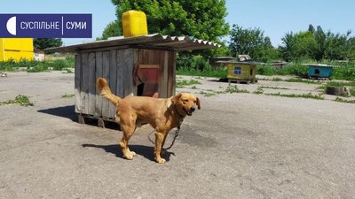 Притулок для тварин у Сумах Притулок для тварин у Сумах