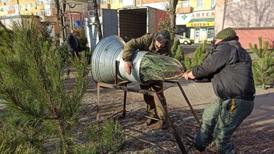 Продаж ялин та сосен у Кропивницькому: які ціни цьогоріч і чи є попит
