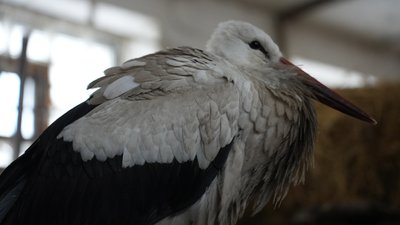 У Сумах контактний зоопарк приймає хвойні на їжу для тварин У Сумах контактний зоопарк приймає хвойні на їжу для тварин