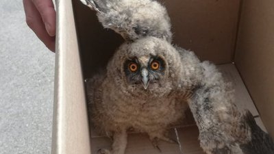 Незвичний виклик: херсонські рятувальники допомогли совеняті повернутися додому