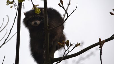У Львові надзвичайники врятували єнота, який заліз на дерево: що з твариною
