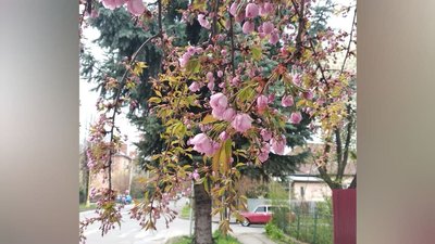В Ужгороді починають масово цвісти сакури В Ужгороді починають масово цвісти сакури
