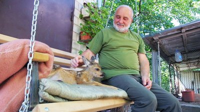 Орел козеня