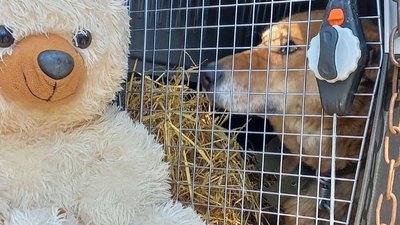 "Собаки і коти не розуміють, що йде війна": хто та як допомагає тваринам у Харкові "Собаки і коти не розуміють, що йде війна": хто та як допомагає тваринам у Харкові