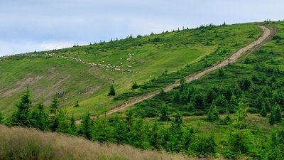 Грибарів, які заблукали на Закарпатті, знайшли на території Івано-Франківської області