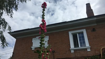 У Черкасах розквітла мальва-рекордсменка У Черкасах розквітла мальва-рекордсменка