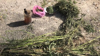 Де на Волині незаконно вирощують снодійний мак Де на Волині незаконно вирощують снодійний мак