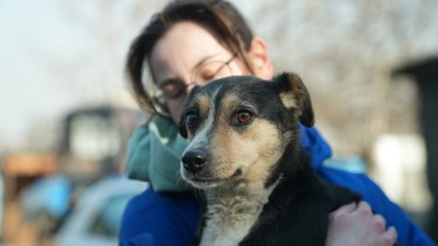 Контузії та уламкові поранення: у Запоріжжі рятують чотирилапих, які дістали поранень через атаку РФ 6 лютого