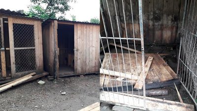 Вода спала. Прикарпатський притулок для тварин оговтується після негоди