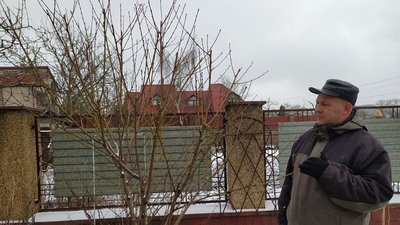 Садівник із Тернопільщини розповів, як робити весняну обрізку дерев