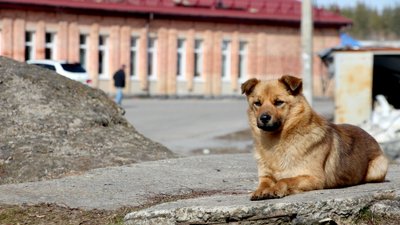 деокупація селище Ярова життя люди Лиманська громада Донецька область деокупація селище Ярова життя люди Лиманська громада Донецька область