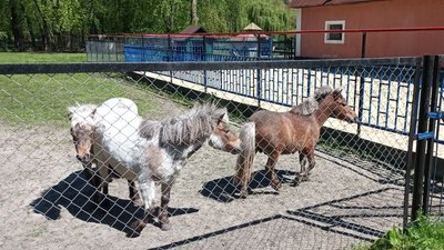 Тварини, парк, "Сопільче", зоокуток Тварини, парк, "Сопільче", зоокуток