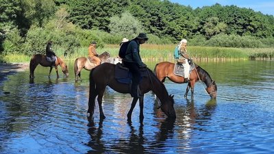 На Рівненщині шукають коней поліської породи. Хто та чому це робить На Рівненщині шукають коней поліської породи. Хто та чому це робить