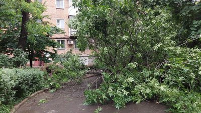Пошкоджені електромережі та повалені дерева. У Миколаєві ліквідовують наслідки негоди Пошкоджені електромережі та повалені дерева. У Миколаєві ліквідовують наслідки негоди