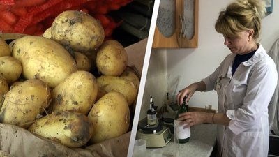 Розпочався сезон молодої картоплі – житомирські експерти радять звертати увагу на вміст нітратів