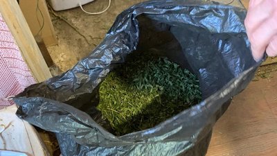 На Дніпропетровщині СБУ викрила нарколабораторію з канабісом на майже 6 мільйонів гривень На Дніпропетровщині СБУ викрила нарколабораторію з канабісом на майже 6 мільйонів гривень