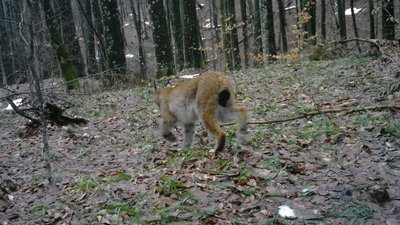 В Ужанському нацпарку фотопастка зафіксувала рись В Ужанському нацпарку фотопастка зафіксувала рись