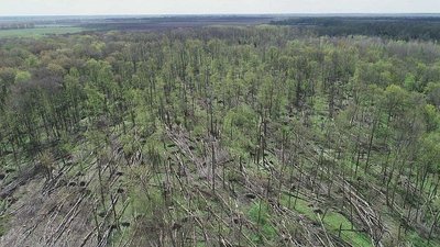 На Житомирщині смерч пошкодив 20 гектарів лісу На Житомирщині смерч пошкодив 20 гектарів лісу