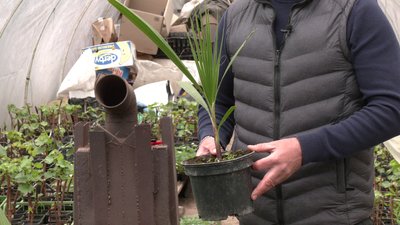 Вирощує пальми та бамбук: історія садівника з Рівненщини Вирощує пальми та бамбук: історія садівника з Рівненщини