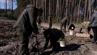 На Чернігівщині за 30 кілометрів від кордону з РФ планують висадити ліс на понад 10 гектарах