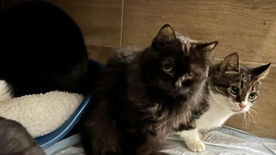 Львівська домівка тварин прихистила понад 3 тисячі евакуйованих улюбленців