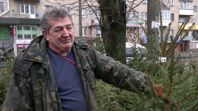 Чи є у Рівному попит на хвойні перед святами та які дерева обирають Чи є у Рівному попит на хвойні перед святами та які дерева обирають