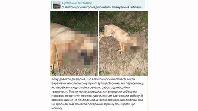 В одному з міст Житомирщини поліція встановлює обставини загибелі собаки