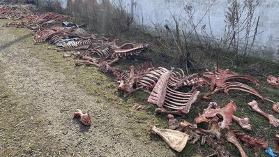 Відібрали проби ґрунту та викликали поліцію: на Вінниччині виявили звалище кісток тварин Відібрали проби ґрунту та викликали поліцію: на Вінниччині виявили звалище кісток тварин