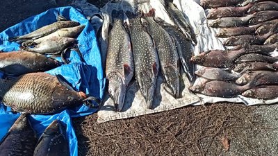 На Житомирщині інспектори рибоохоронного патруля затримали браконьєра На Житомирщині інспектори рибоохоронного патруля затримали браконьєра