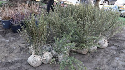 В Ужгороді облаштовують сквер на площі Пушкіна В Ужгороді облаштовують сквер на площі Пушкіна