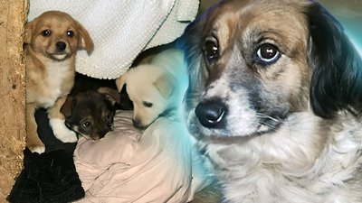 Собаки