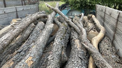 На Полтавщині викрили організовану групу, яка займалася порубкою цінних дерев