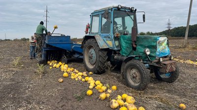 На Черкащині збирають урожай гарбузів