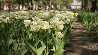 У кропивницькому дендропарку розквітли понад два мільйони гривень – Суспільне