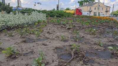 У Житомирі на квітниках вирвали понад 2000 квітів У Житомирі на квітниках вирвали понад 2000 квітів