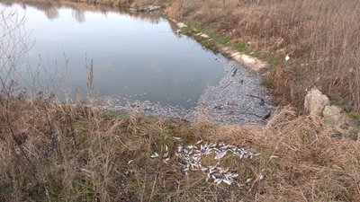 У пробах є перевищення: екоінспекція з'ясовує, хто власник водойми у Рівному, де загинула риба