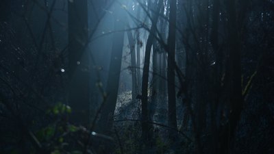 Чотирьох працівників Куп'янського лісгоспу підозрюють у вирубці на 17 млн грн