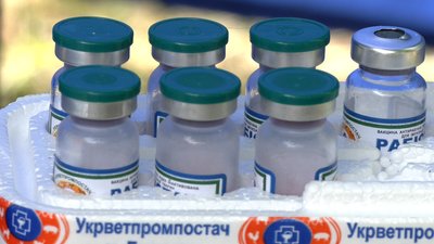 У Рівному і Квасилові розпочали безкоштовне щеплення домашніх котів і собак від сказу