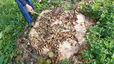 Зрубані дерева Зрубані дерева
