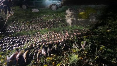 риба, браконьєрство